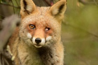 Liska obecna - Vulpes vulpes - Red Fox 4494
